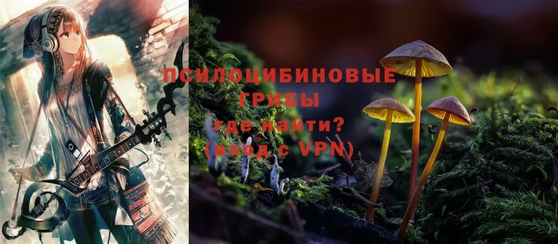 Галлюциногенные грибы Psilocybine cubensis  Астрахань 